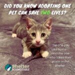 adopting one pet can save two lives