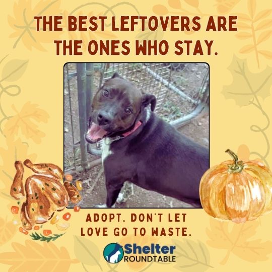 best leftovers are the ones who stay best leftovers are the ones who stay