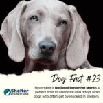 dog fact 23