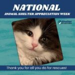 national animal shelter appreciation week