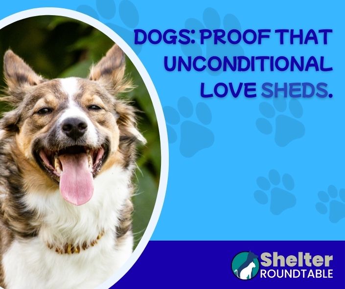 dogs proof that unconditional