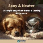spay and neuter difference