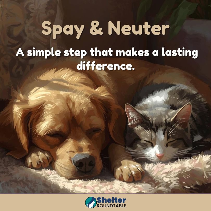 spay and neuter difference