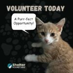become a volunteer