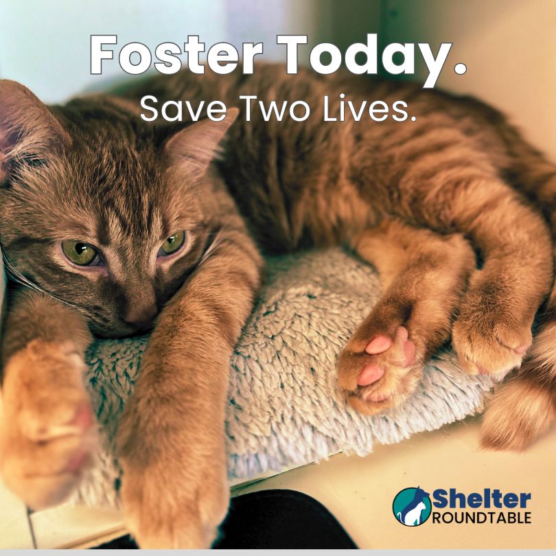foster today 2 lives cat