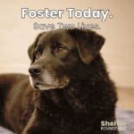 foster today 2 lives dog