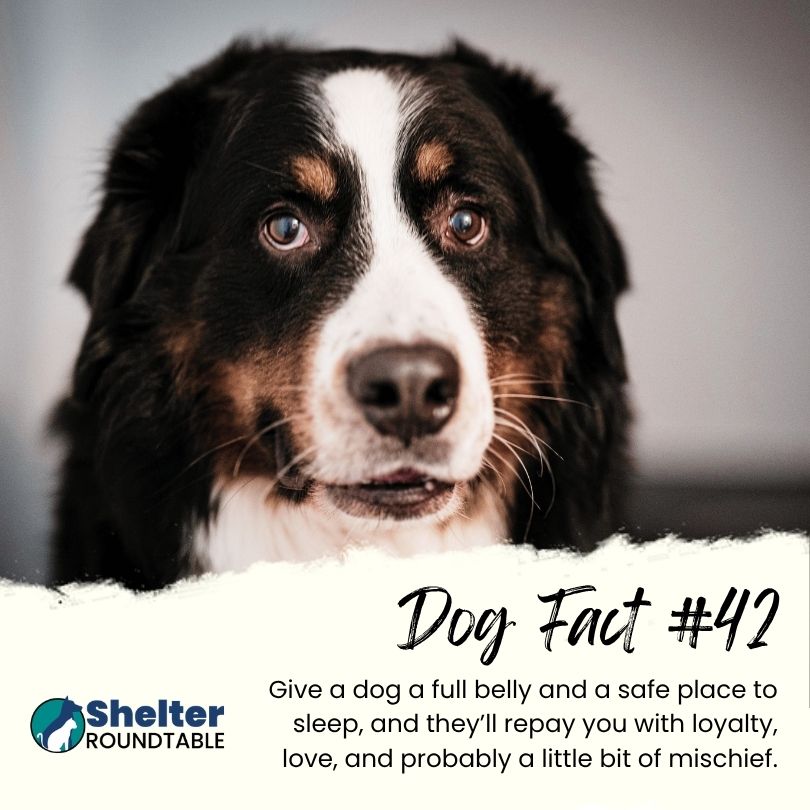 dog fact 42