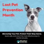 lost pet prevention month
