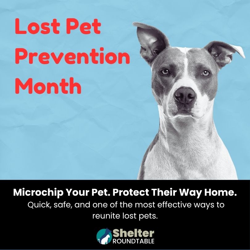 lost pet prevention month