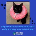 regular pet checkups